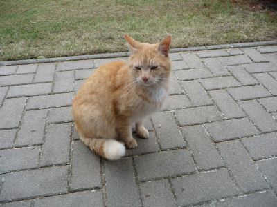 Fundkatze sucht ihr Zuhause (Bild vergr&ouml;&szlig;ern)