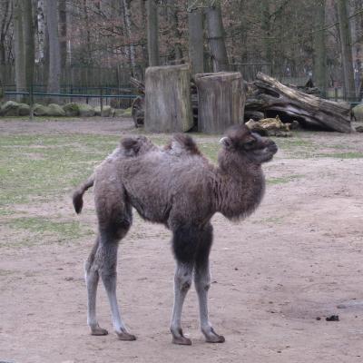 Geburt eines zweiten Kamels im Tierpark Perleberg