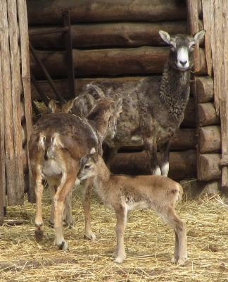 Geburten im Perleberger Tierpark