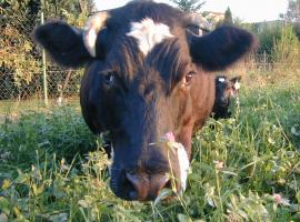 Regionales Rindfleisch: Was will der Verbraucher?
