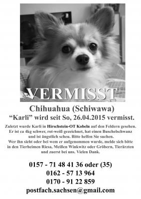 Chihuahua "Karli" vermisst (Bild vergrößern)