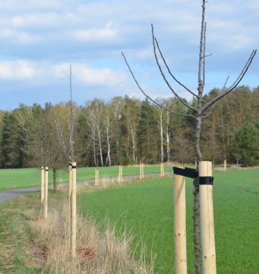Hoffentlich bald in Blüte: Neue Obstbäume nahe bei Drochow