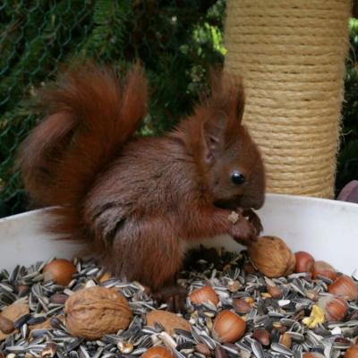 Vorschaubild zur Meldung: Leckere Nüsse für Eichhörnchen