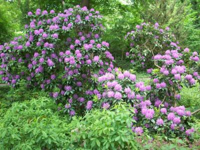 Foto zur Meldung: Im Rhododendrontal