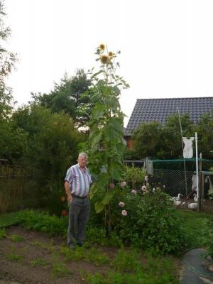 Kalenderrückblick: vor 3 JAHREN: Höchste Sonnenblume mit 4,20 m steht in Schwarzenburg (Bild vergrößern)