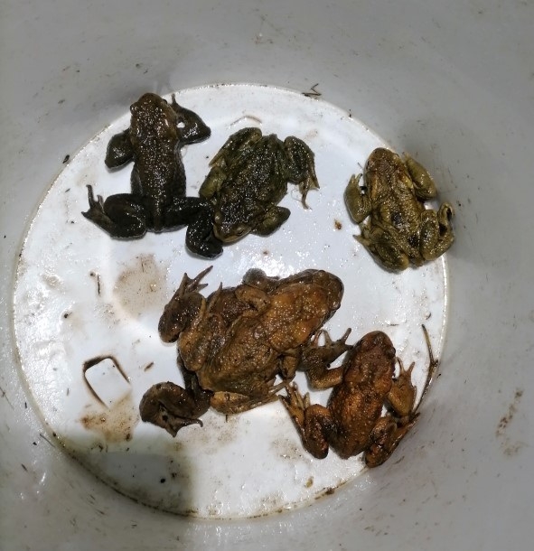 Im Eimer gesammelte Erdkröten (1 Weibchen, 5 Männchen)