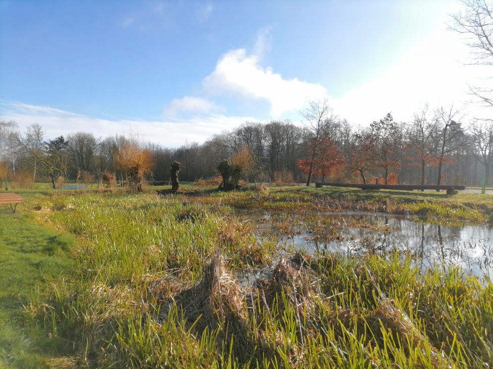 Der Teich bei Wippershain an der K17 – ein wertvolles Laichgewässer für Erdkröten und andere Amphibien