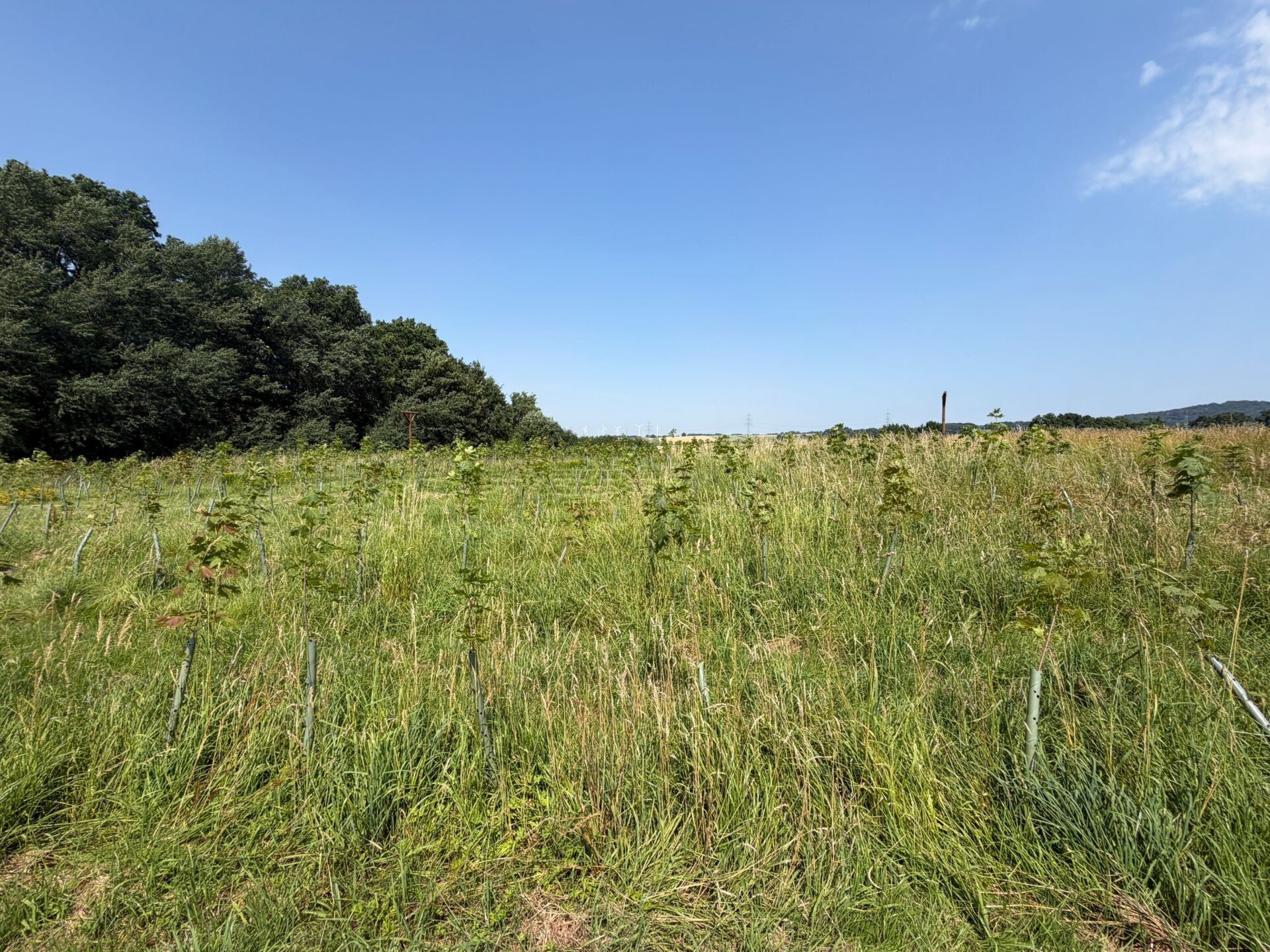Bänke sera-Wald