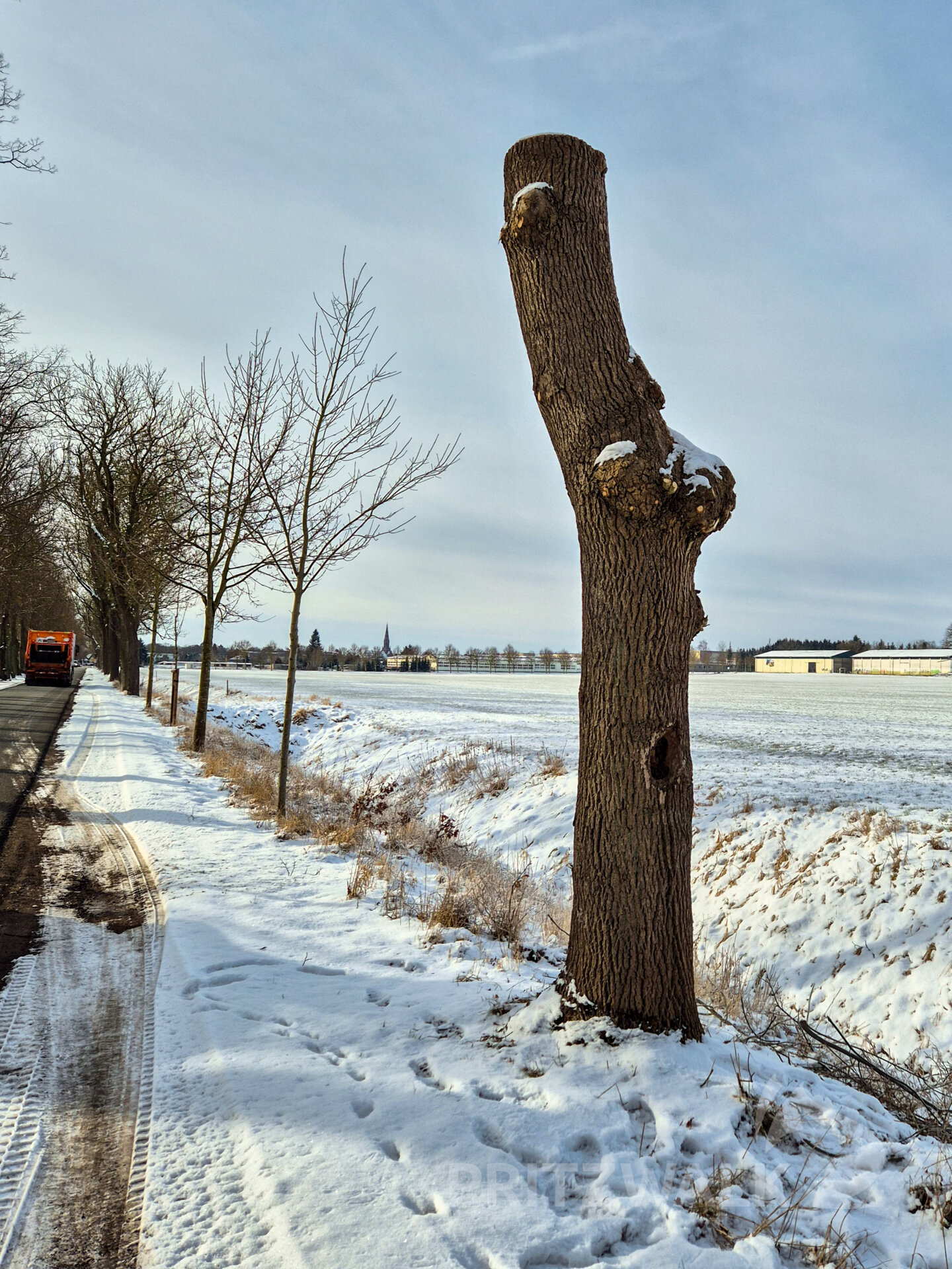 Die Kronen der kranken Bäume werden abgenommen, dann können die Vögel den Stamm weiter nutzen, ohne dass Gefahr besteht. Foto: Stadt PritzwalkBäume
