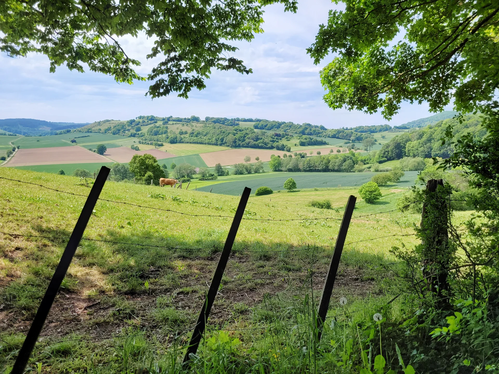 Panorama