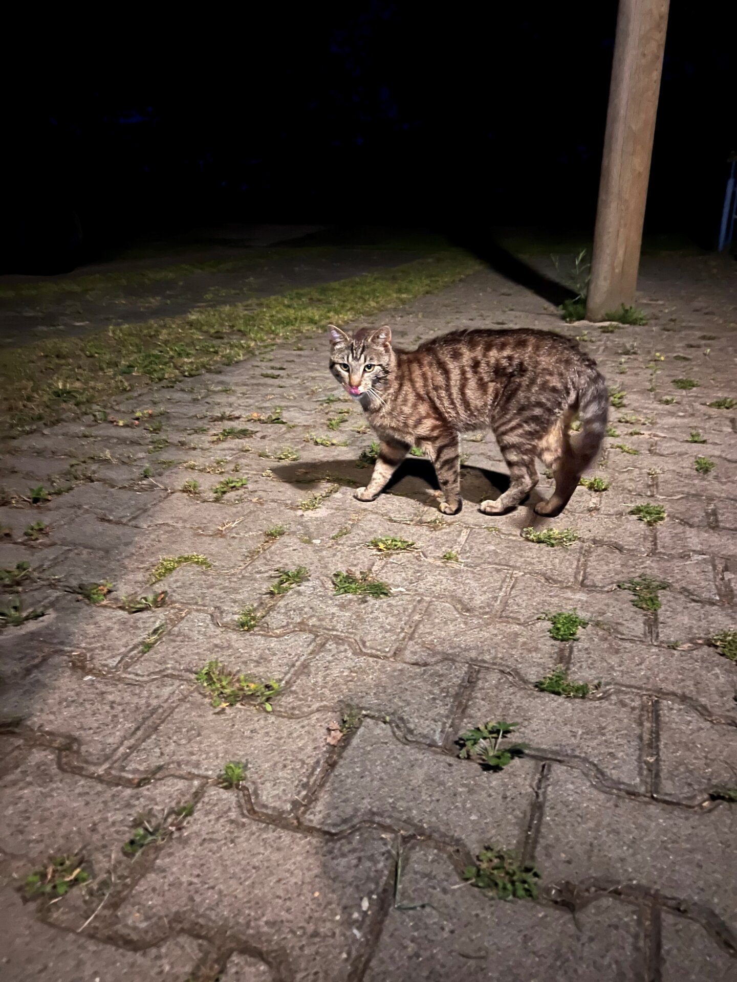 Kater7b