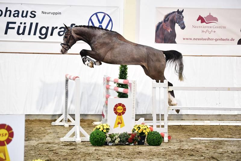 Sieger der vier- und fünfjährigen Deutschen Sportpferde wurde der Sohn des Askari aus einer Mutter von Kolibri−Jerome I. - Foto: bjoern-schroeder.de
