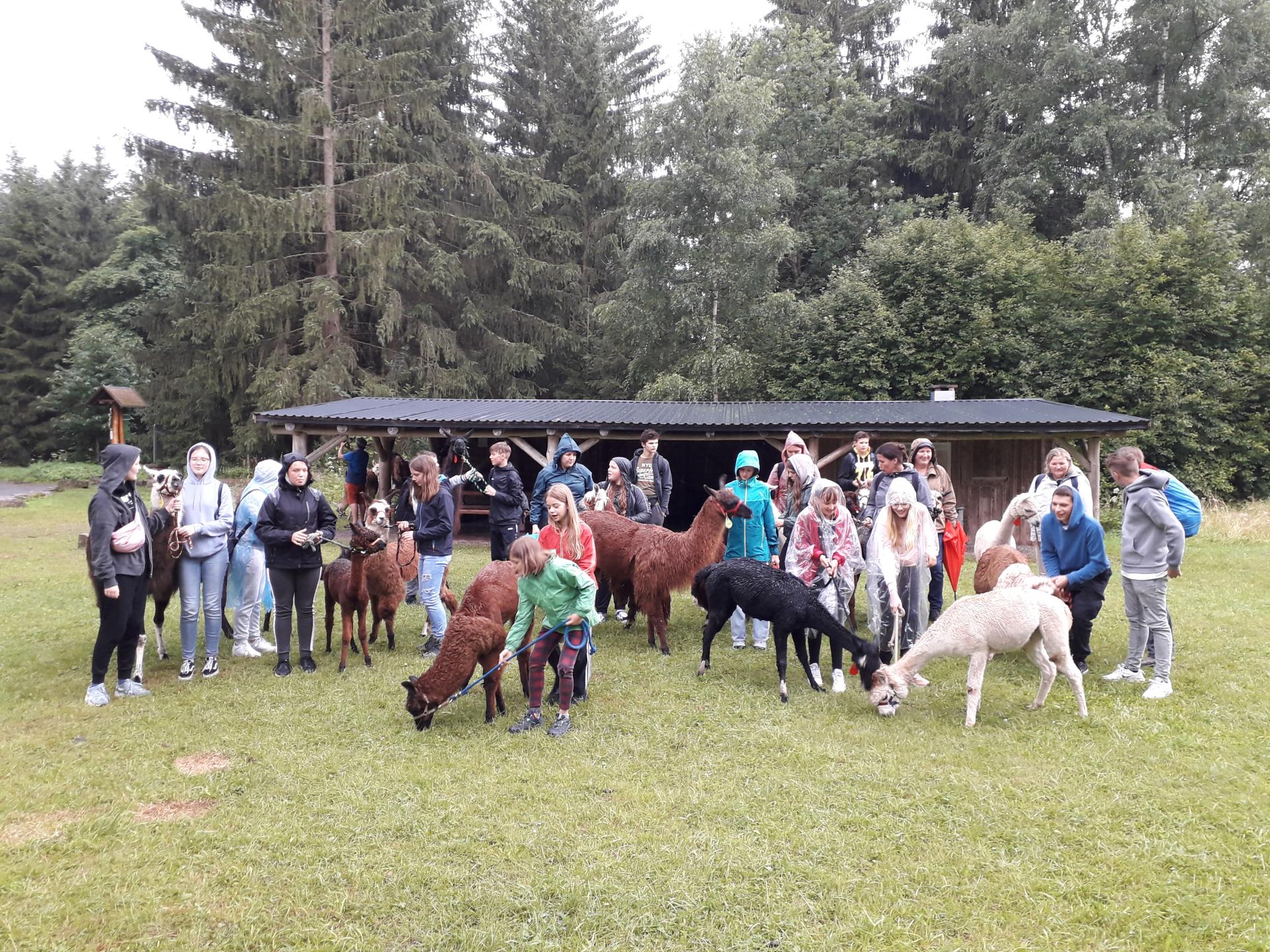 gemeinsame Alpakawanderung in Tambach-Dietharz
