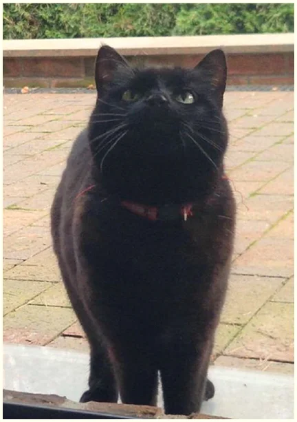 schwarze Katze mit rotem Halsband und flauschigem Fell