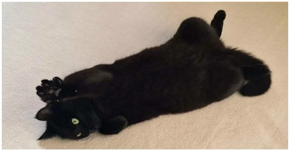 schwarze Katze mit flauschigem Fell