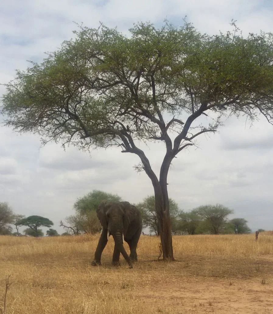 Elefant-Beobachtung