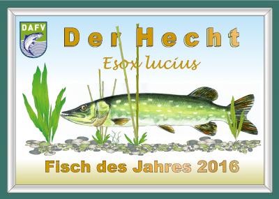 Der Hecht- Fisch des Jahres 2016. Lizenspflichtiges Fischmotiv, gefördert aus Mitteln der Fischereiabgabe des Landes   Sachsen-Anhalt.