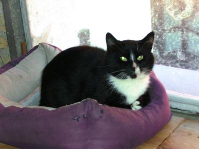 Foto zur Meldung: ** Achtung - Fundkater aus Kükenshagen! ** Foto zur Meldung: ** Achtung - Fundkater aus Kükenshagen! **