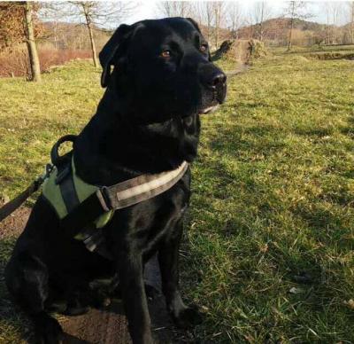 Foto zur Meldung: Benno nach Unfall spurlos verschwunden! *Update 14.01.16 Benno wurde gefunden und ist wohlauf.* Foto zur Meldung: Benno nach Unfall spurlos verschwunden! *Update 14.01.16 Benno wurde gefunden und ist wohlauf.*