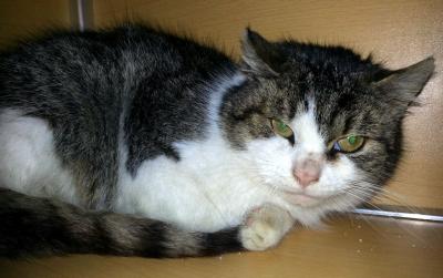 Foto zur Meldung: Funkater Eixen - wer kennt bzw. vermisst ihn! Foto zur Meldung: Funkater Eixen - wer kennt bzw. vermisst ihn!