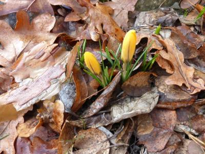 Meldung: Frühjahrsputz auf dem Waldfriedhof am Samstag, 19. März 2016 von 9-12 Uhr