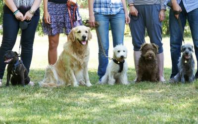 Stadt Fürstenwalde führt eine Hundebestandsaufnahme durch Hundehalter sollten sich schnell melden