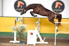 Der Limasol-Sohn Liam siegte bei den dreijährigen Deutschen Sportpferde - Foto: bjoern-schroeder.de