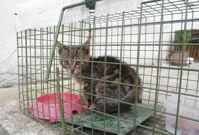 Vorschaubild zur Meldung: Junge Fundkatzen warten auf neue Besitzer