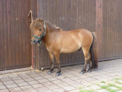 Pressemitteilung des Werra-Meißner-Kreises vom 27.06.2016: Kreisverwaltung sucht ein neues Zuhause für zwei Pferde (Bild vergrößern)