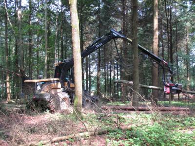 Vorschaubild zur Meldung: Holzeinschlag im  Gemeindewald