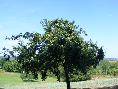 Vorschaubild zur Meldung: Obstbaumernte gegen Höchstgebot