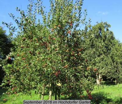 Vorschaubild zur Meldung: Äpfel im Hochdorfer Garten