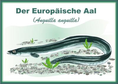 Der Europäische Aal - lizenspflichtiges Fischmotiv, gefördert aus Mitteln der Fischereiabgabe des Landes Sachsen-Anhalt