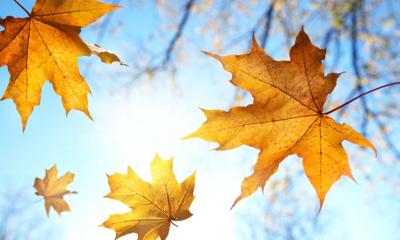 Foto zur Meldung: Der Herbst ist da...