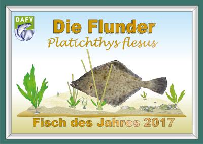 Die Flunder - Fisch des Jahres 2017