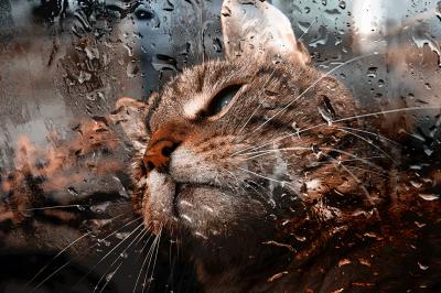 Katze, Regen, Winterzeit