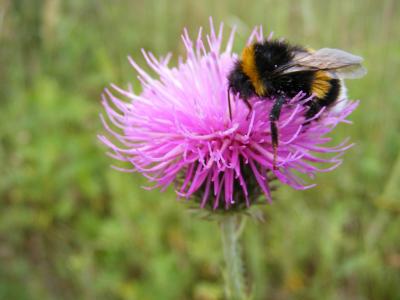 Foto zu Meldung: MITMACHEN: Bundesweiter Wettbewerb "Wir tun was für Bienen!"