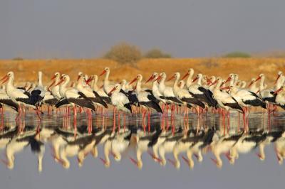 Die faszinierende Welt der Zugvögel: Naturfotografie an den Reckahner Teichen und am Roten Meer" (Bild vergrößern)