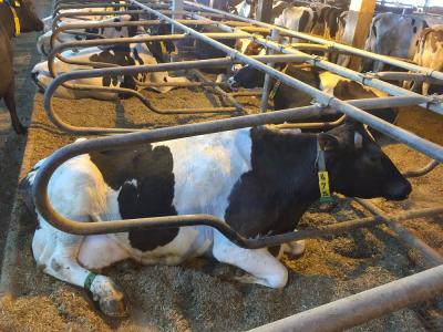 Kuh Stella mit 150.000 kg Milch (Bild vergrößern)