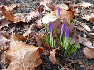 Meldung: Frühjahrsaktion auf dem Waldfriedhof am Samstag, den 25. März von 9 - 12 Uhr