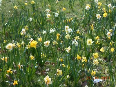 Frühjahrsboten trotz kühlen Wetters: Blühende Narzissen auf dem Goetheplatz