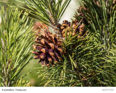 „In Verantwortung für den eigenen Wald“: Kommunalwaldtag 2017 zu Gast in Fürstenwalde