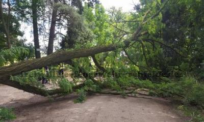 Foto zur Meldung: Baum umgestürzt