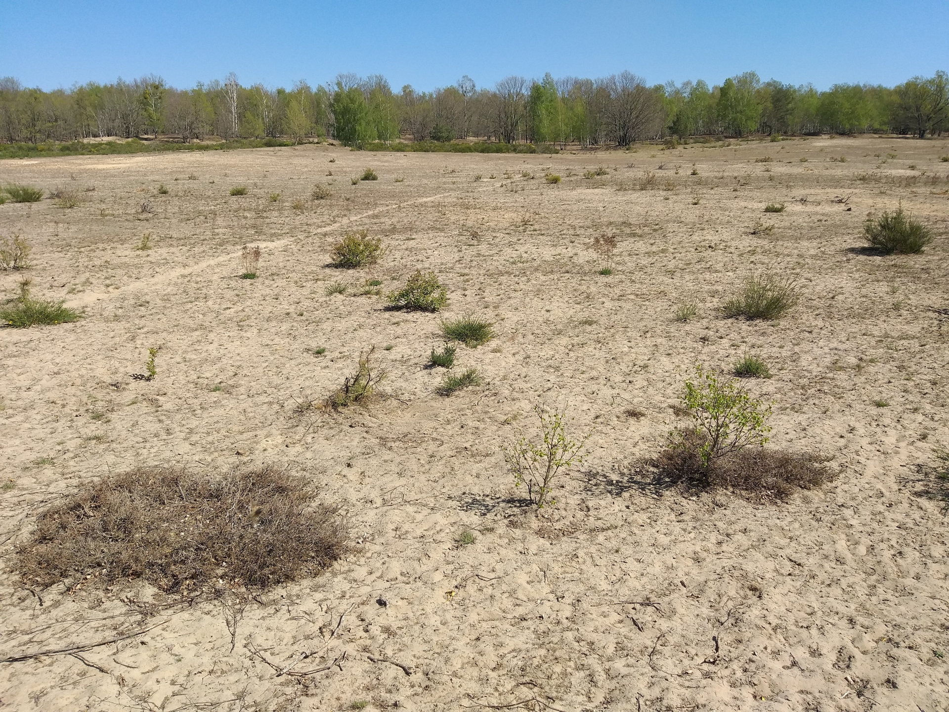 Klimawandel in der Döberitzer Heide, Versteppung nach fehlenden Niederschlägen (Foto: Nora Künkler)