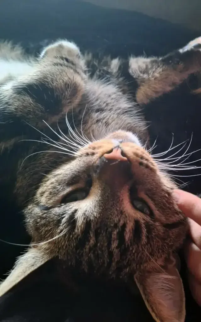 Kater Leo schmust mit jemandem