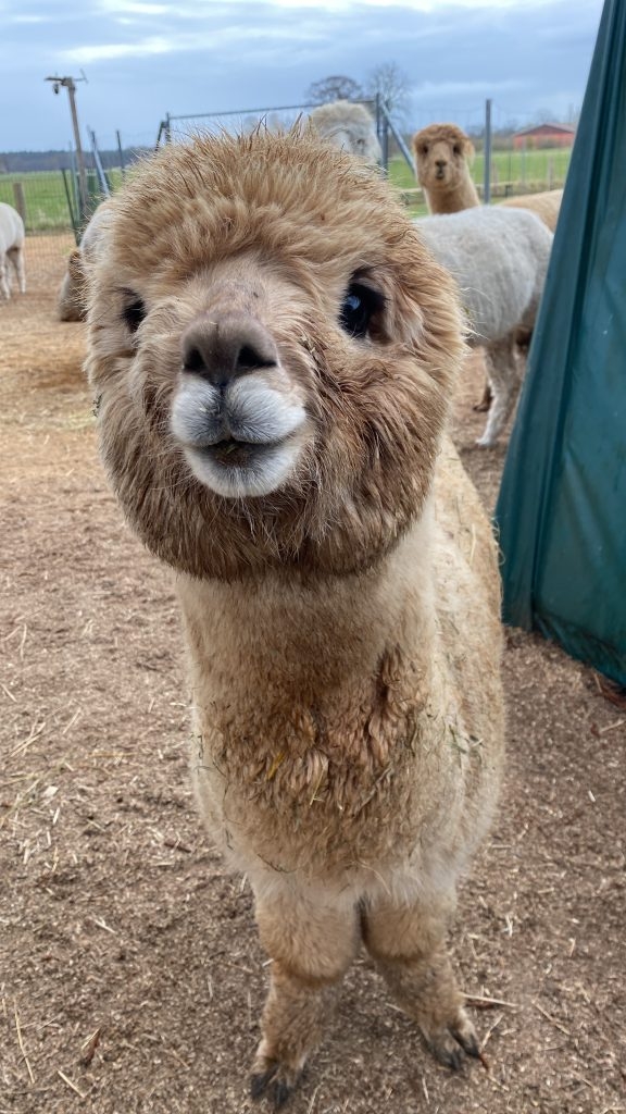 Lama schaut in Kamera