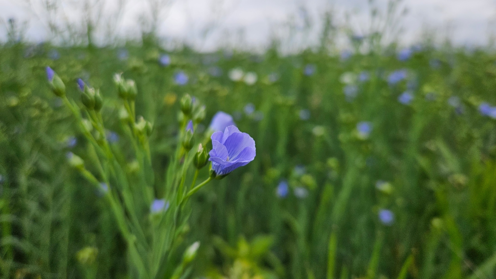 Leinblüte auf einem Feld zwischen Krugau und Dürrenhofe. Foto: Dörthe Ziemer
