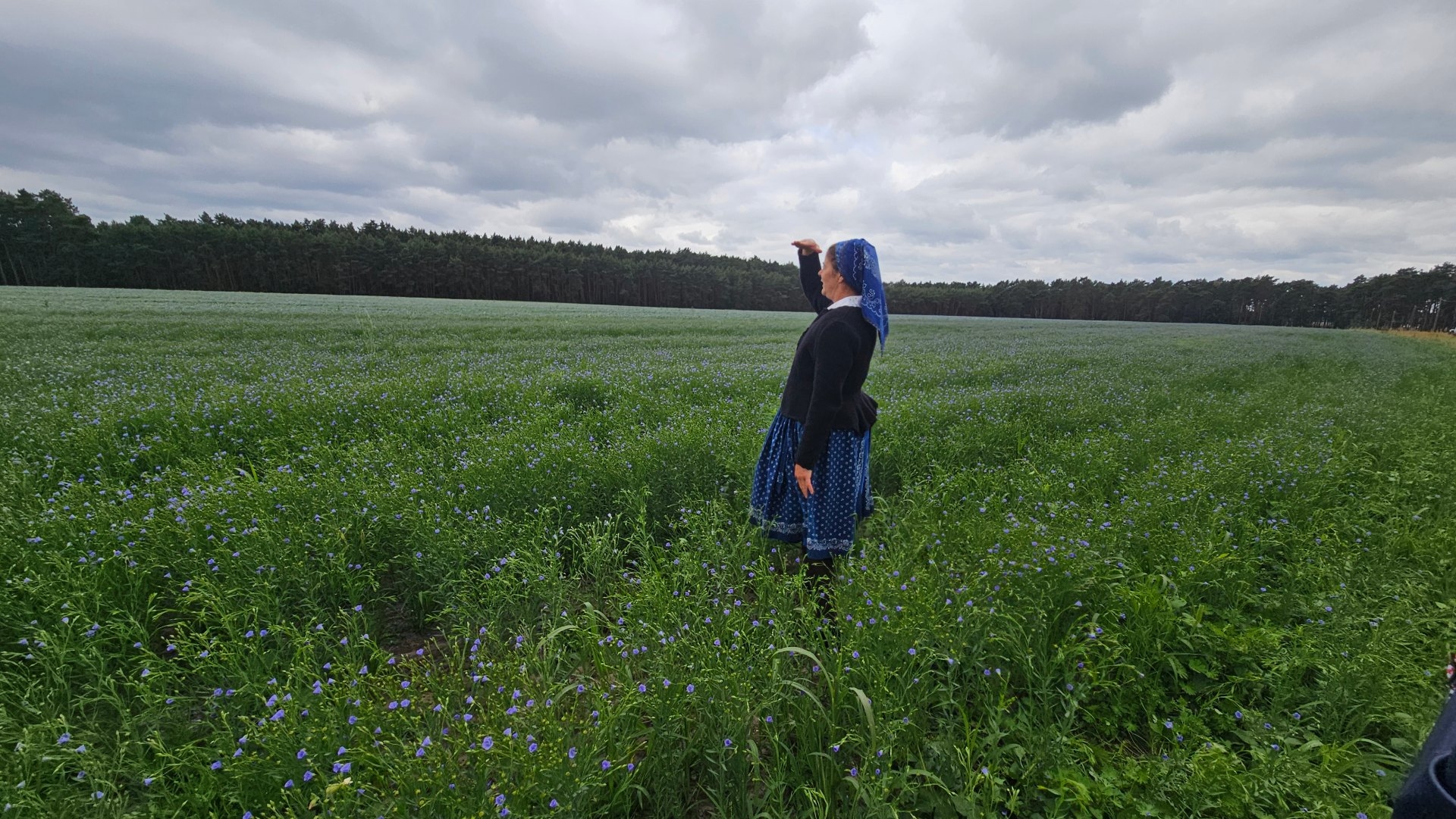 Blick ins Lein-Feld. Foto: Dörthe Ziemer