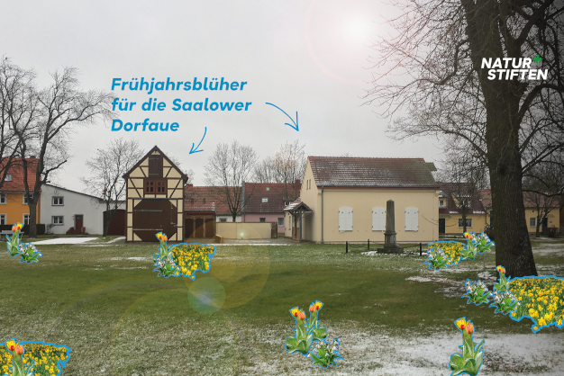 Frühjahrsblüher Frühjahrsblüher