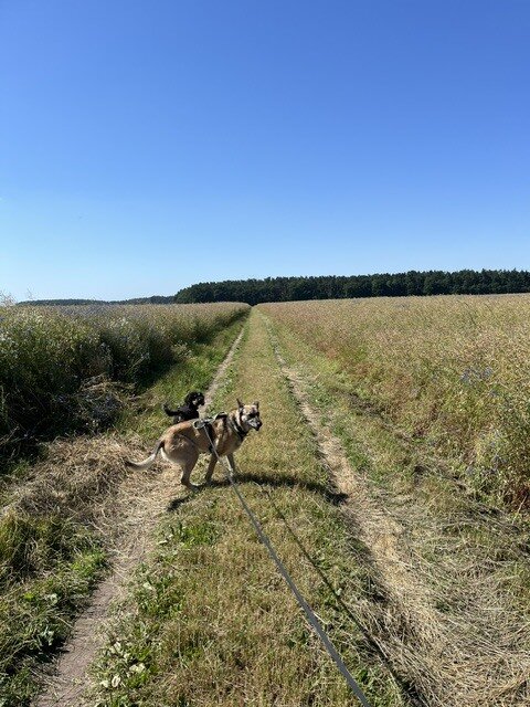 Hunde